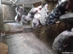 Soldani de carne petrean 30 40 kg - imagine 2