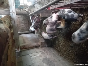 Soldani de carne petrean 30 40 kg - imagine 3