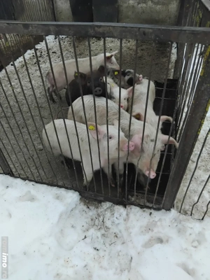 Vând șoldani  - imagine 2