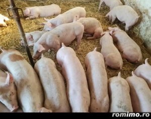 De vanzare purcei de carne. Greutate 30-40kg. - imagine 3