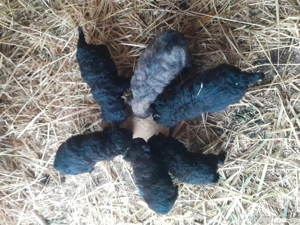 Vind catei de intors olle  - imagine 4