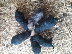 Vind catei de intors olle  - imagine 3