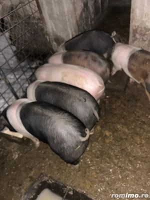 soldani de la 40 la 100 kg  - imagine 2