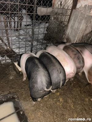 soldani de la 40 la 100 kg  - imagine 4