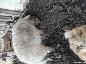 Porc Mangalita pt sacrificat - imagine 5