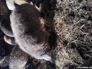 Porc Mangalita pt sacrificat - imagine 4