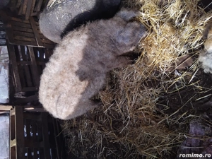 Porc Mangalita pt sacrificat - imagine 2