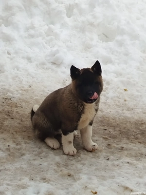 Akita american au mai ramas 3 fetite - imagine 3