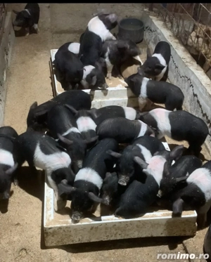 Bazna 8 10 săptămâni  - imagine 2