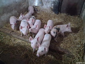 Vând purcei.  - imagine 2