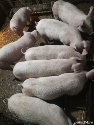 Purcei de vanzare - imagine 2