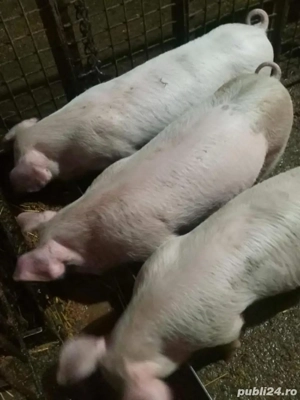 Purcei de vanzare - imagine 5