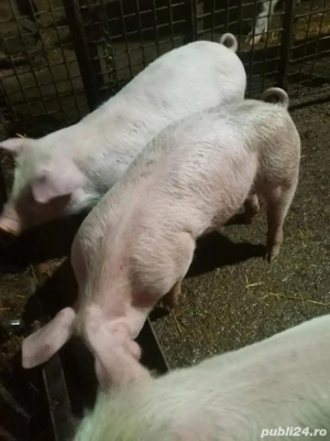 Purcei de vanzare - imagine 4
