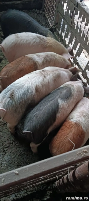 Vand purcei 450 lei buc - imagine 2