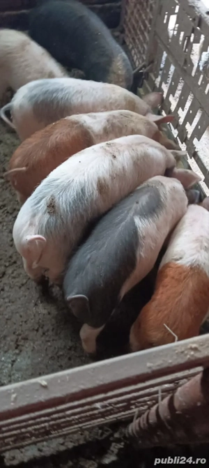 Vand purcei 450 lei buc