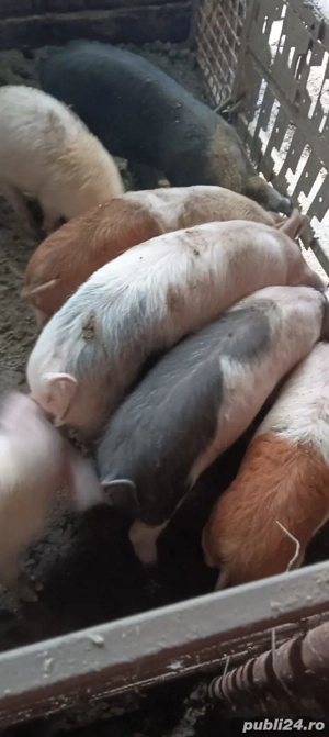 Vand purcei 450 lei buc - imagine 3