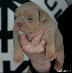 American Bully Micro - imagine 3