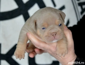 American Bully Micro - imagine 2