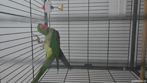 Marele Alexandru - imagine 2