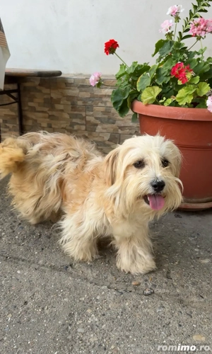 femela bichon  - imagine 3