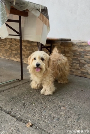 femela bichon  - imagine 2