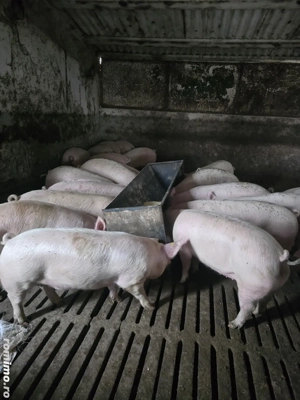 porci gras , reproductie , purcei - imagine 2