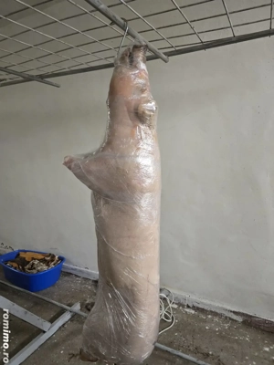 porci gras , reproductie , purcei - imagine 3