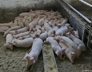 porci gras , reproductie , purcei - imagine 4