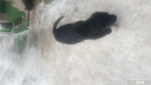 vand 2 catei mastiff englez - imagine 3