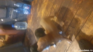 vand 2 catei mastiff englez - imagine 5