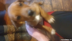 vand 2 catei mastiff englez - imagine 4