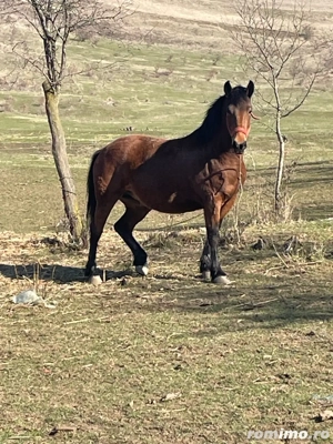 Vand Iapa  - imagine 2