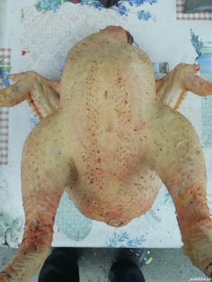 vand pasari in viu sau taiate si curatate - imagine 3