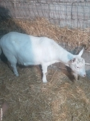 Tap de vinzare si capra gestanta - imagine 2