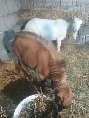 Tap de vinzare si capra gestanta