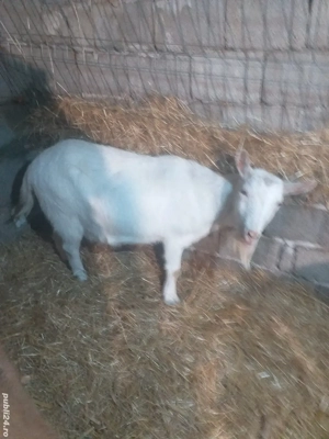 Tap de vinzare si capra gestanta - imagine 5