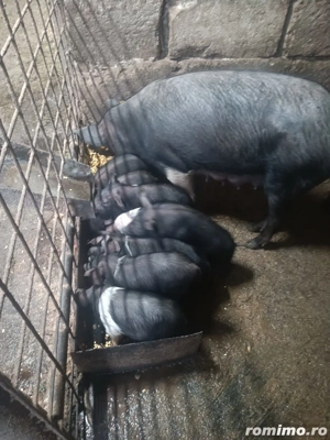 vand porci diferite marimi - imagine 4