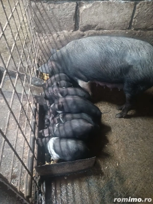 vand porci diferite marimi - imagine 3