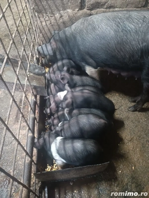 vand porci diferite marimi - imagine 2