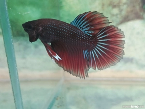 Masculi Betta pesti acvariu superbi