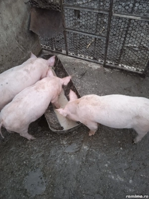 purcei de vânzare 