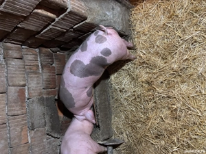 Vând suldei  - imagine 2