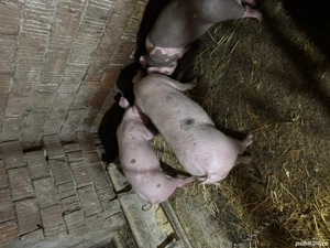 Vând suldei  - imagine 5