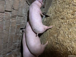 Vând suldei  - imagine 3