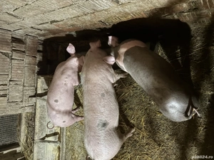 Vând suldei  - imagine 4