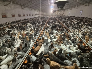 Puicute Ouatoare 13 saptamani - imagine 2