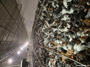 Puicute Ouatoare 13 saptamani - imagine 4