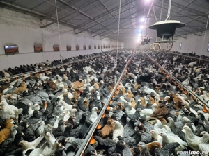 Puicute Ouatoare 13 saptamani - imagine 3