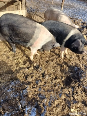 Porci de vanzare - imagine 3