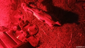 Tapisori anglo nubiene - imagine 3